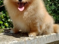Pomeranian boo dişi krem rengi
