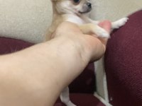 Tatlış insan delisi bir chihuahua kız