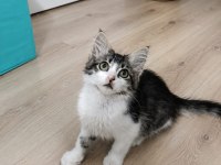 2 Kardeş Kedilerime Ömürlük Yuva