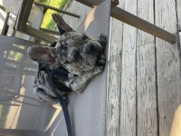3 aylık erkek french bulldog
