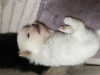 Saf ırk pomeranian