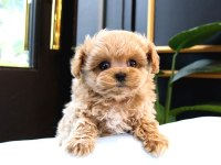 Malti̇poo Teacup Tatli Yavrularimiz Kore