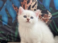 Oyuncu British Shorthair Yavrum