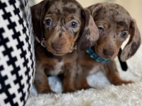 Dachshund Sosis Yavrularımız Yuva Arıyor