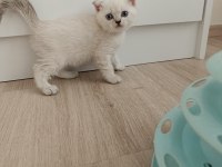Scottish fold dişi ve erkek yavru kediler
