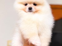Biblo Pomeranian Boo