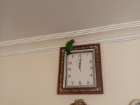 CENNET PAPAĞANI YAVRU ERKEK