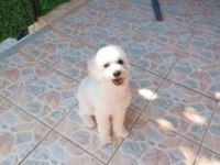 9 aylık maltipoo oyuncu yavrum yeni yuvasını arıyor