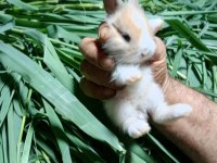 Netherland dwarf tavşan cücelerimiz mevcuttur