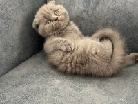 Ayı Suratlı Scottish fold yavrularim