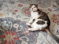 Scottish Fold Kedimiz