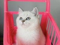 Maviş Silverpoınt British Shorthair  Bebeğim 