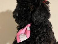 Siyah inci poodle bebekler