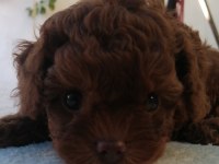 Kore Teddy Face Poodle