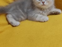 Safkan ırk sağlık garantili british longhair