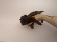 En Özelini İsteyen Dark Redbrown Teacup Poodle yavru