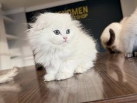 EN GÜZEL BRITISH LONG HAIR YAVRULAR SHORTHAIR YAVRULR