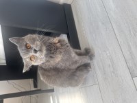 Ücretsiz gri british shorthair