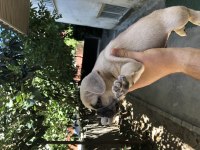 French bulldog 22 haziran doğumlu