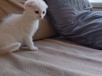 Dişi 2 aylık 2 adet kedimiz