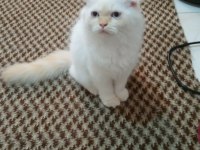 Scottish fold yavrularımıza yuva arıyoruz