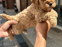 Toy Poodle Çocuklarım