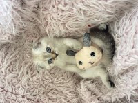 Scottish fold yavru kedimiz