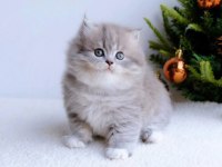 Blue pofuduk british longhair yavru