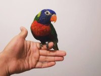 Ele kola alışkın full evcil lori papağanı