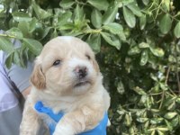 Maltipoo lokumcuklar