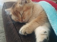 Golden British Shorthair Kedisi
