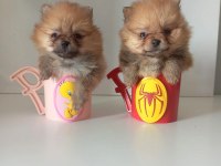 400 GRAM POMERANİAN