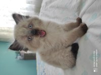 Blue point cinsi british shorthair acil sahiplendirmem lazım