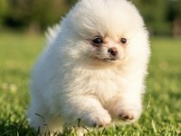 POMERANİAN BOO MİKRO ERKEK VE TEACUP DİŞİ