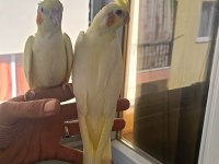 Yavru sultan papağanı 2 aylık