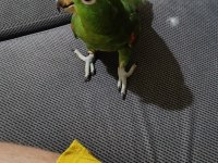 Sarı Alınlı Amazon Papağanı (Amazona Ochrocephala)