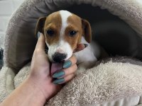 Sevecen ve Enerjik Jack Russell Yavrularım