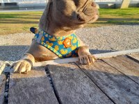 İSABELLA TAN DİŞİ FRENCH BULLDOG
