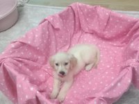 2 Aylık Golden Retriever