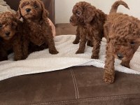 Toy poodle