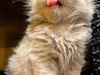 DİŞİ SCOTTISH FOLD EFSANE GENETİK