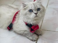 Safkan ırk British long hair 1 yaşında erkek