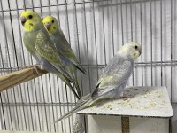 Greywings muhabbet kuşları