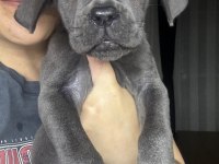 Blue Cane Corso Erkek 2 Aylık