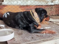 Safkan Erkek Üst Düzey Alan Koruma Rottweiler