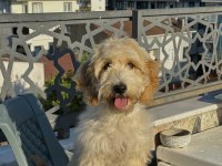 Maltipoo Ateş