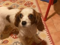 11 Aylık Cavalier King Charles