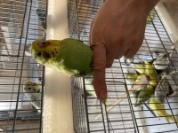 Yeni yeme inmiş iri güzel muhabbet kuşlarımız yavru