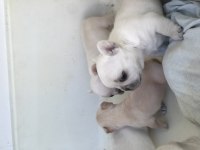 Krem 2 adet dişi french bulldog