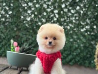 Pamuk Şekeri Pomeranian Boo